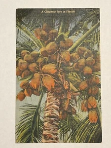1943 Postcard A Cocoanut Tree in Florida Coconut Fort Myers Florida Posted FL - Picture 1 of 3