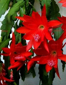 EPIPHYLLUM Red Orchid Cactus fuly established HUGE BLOOMS In 9 cm pot - Picture 1 of 6