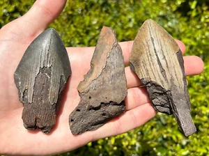3+ INCH Fossil Megalodon Sharks Teeth ONE PER PURCHASE South Carolina Partials - Picture 1 of 9