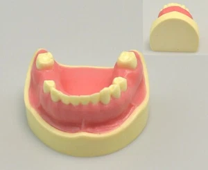 Lower jaw dental Missing implant teeth training Dentistry mandible model - Picture 1 of 8
