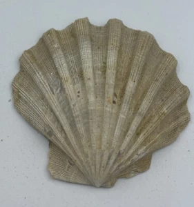 Cama Bivalve Shell Chesapecten Jeffersonius Yorktown Form Va State F0SSIL #CJ3 - Imagen 1 de 3