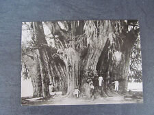 dickste Baum der Welt  Arbol del Tule Santa Maria Mexico   orig. Foto  um 1900