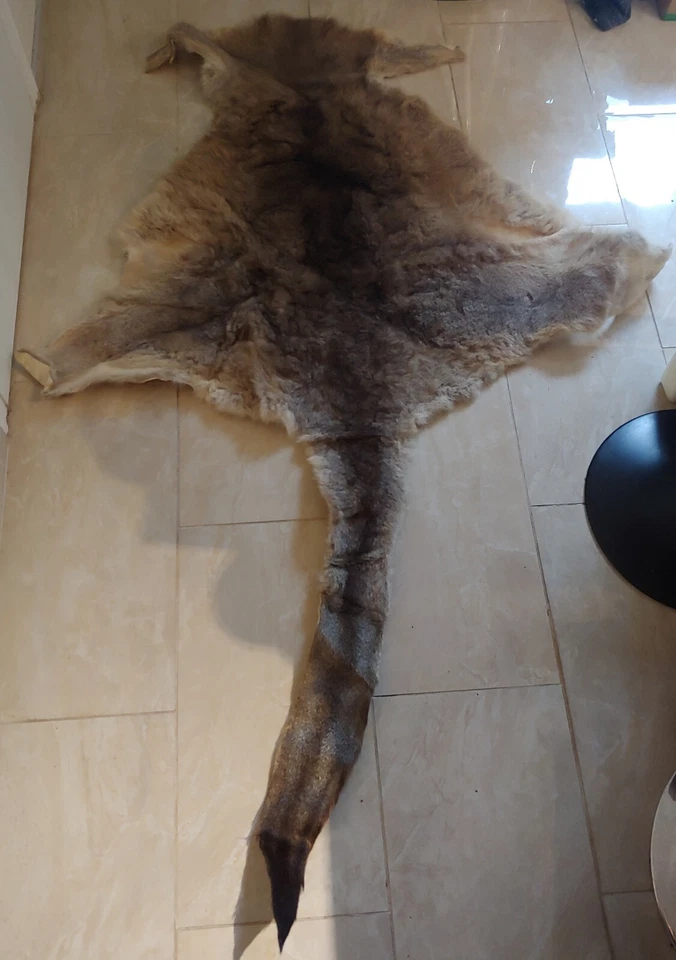 Piel de canguro auténtica 75" largo x 50" ancho Foto 1 de 4