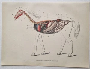 SECCIÓN DE ANATOMÍA ANTIGUA DE 1880 Estampado CUERPO DE CABALLO con índice cromo - Imagen 1 de 2