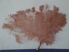 18" x 12.8" Large Pacifigorgia Red Sea Fan Seashells Reef Coral 
