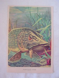 Vintage Outdoor LIfe / Garcia Corporation Magazine Insert / 8 Fish Posters - Picture 1 of 10