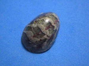 Nerita polita Linneo, 1758 "¡BANDAS MAGENTA!" (26,6 mm) - Imagen 1 de 7