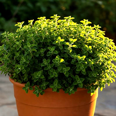 4000+ SEMILLAS DE ORÉGANO HIERBA VERDURAS PERENNES GRIEGAS FRESCAS MEDICINALES ¡ENVÍO GRATUITO! Foto 1 de 4