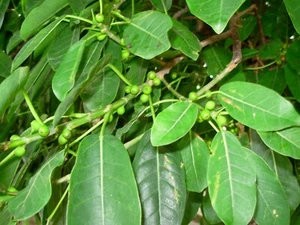 100 semillas de ficus luschnathiana, agarrapalo, semillas de ibapoi, higuerón bravo - Imagen 1 de 5