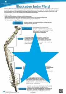 Anatomie Poster Pferd Blockaden Pferdekörper Tierphysiotherapie Tiermedizin - Bild 1 von 1