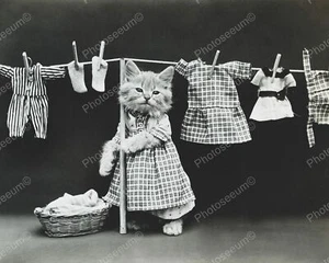 Kätzchen Haging Wäsche 8x10 Nachdruck des alten Fotos - Bild 1 von 1