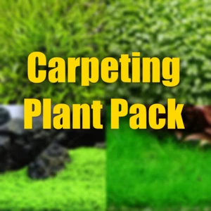 Carpeting Aquarium plants package filled with aquarium plants that will carpet - Picture 1 of 6