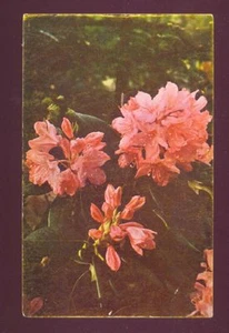 Picture of RHODODENDRONS Oregon Countryside VINTAGE CHROME Unused Postcard - Picture 1 of 1