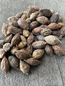 30 Seeds Madagascar Almond Seeds Terminalia Mantaly For Planting - Picture 1 of 2