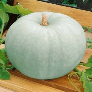 1/4 Lb Sweet Meat Winter Squash Seeds - Everwilde Farms Mylar Seed Packet - Picture 1 of 2