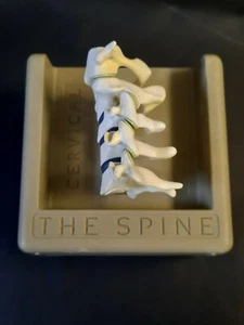 Vintage Cervical spine vertebrae brochure holder Anatomical Model - Picture 1 of 5