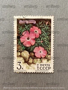 Postage stamp USSR 1977 Creeping carnation RARE VINTAGE - Picture 1 of 4