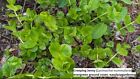 Creeping Jenny Lysimachia Nummularia Evergreen Ground Cover 18 Seedlings