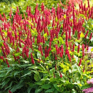 Persicaria amplexicaulis atrosanguinea 2ltr size Perennial - Picture 1 of 2