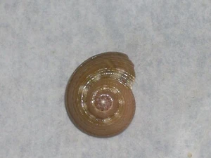 STEROMPHALA UMBILICARIS F.LATIOR SPECIAL GREEN - Imagen 1 de 2