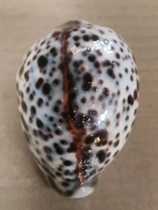 Cypraea Tigris 85 mm - Gran Color - Concha marina - Concha - Artículo 47 - Imagen 1 de 4