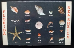 Florida Muschel Sammlung malerische Strandpromenade Chrom Vintage UNBESPOSTTE Postkarte - Bild 1 von 2
