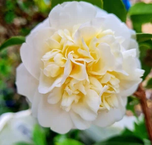 Camellia japonica “Lemon Drop” x 1 small plant. - Picture 1 of 4