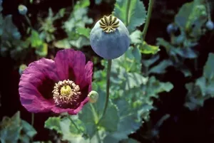 2000+ Samen Papaver somniferum " The Giant " - Riesenmohn - Bild 1 von 1