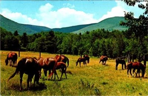 Arlington, VT Vermont MORGAN PFERDE GRASEN ~ KAHLE BERGFARM Tier Postkarte - Bild 1 von 2
