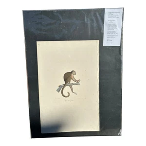 Antique Etienne Geoffroy Saint Hilaire French Naturalist Lithograph of Monkey - Picture 1 of 17