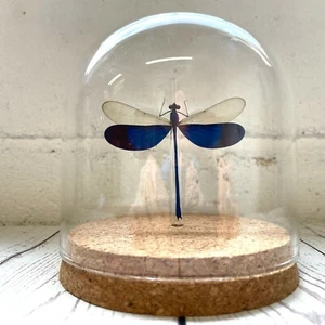 Barro de exhibición de cúpula de vidrio de insectos azul damisela (Neurobasis kaupi) libélula - Imagen 1 de 2