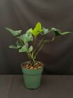 Anthurium 'Bintang Kejora' RARE aroid unusual foliage tropical houseplant