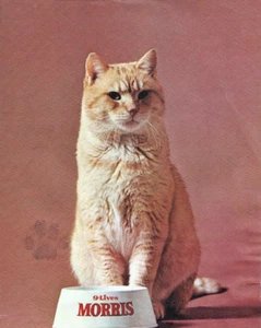 Impresión fotográfica brillante 8,5x11 anuncios vintage Morris The Cat 9 Lives - Imagen 1 de 1
