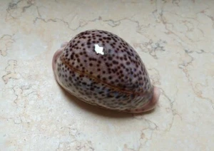 cypraea pantherina GEM wow red sea shell super natural glossy 85,7mm F++++ - Bild 1 von 12