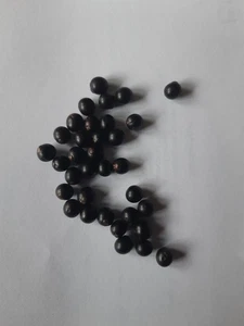 Canna patens Samen – Exotische Schönheit für Ihren Garten 10 Korn - Bild 1 von 1