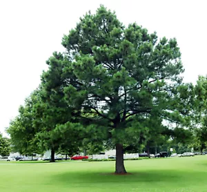 Austrian Pine, Pinus nigra, Tree Seeds (Fast, Evergreen, Hardy, Bonsai) - Picture 1 of 12