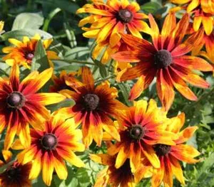 250 Seeds Fancy Gloriosa Daisy & Black-Eyed Susan Perennial Heirloom Non-GMO - Picture 1 of 15