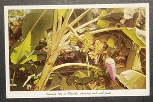 Cartolina d'epoca - Banana Tree - Sarasota Jungle Gardens - Florida - Foto 1 di 4