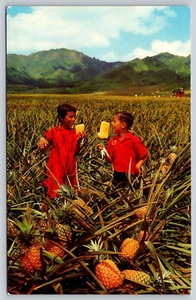 Postcard Hawaii Field Ripe Pineapples - Picture 1 of 2