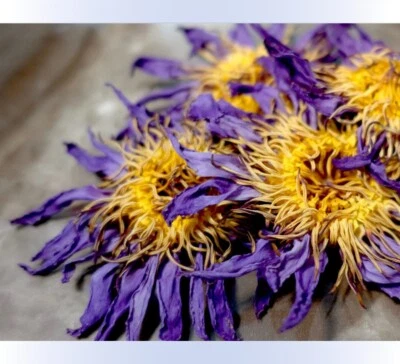 Loto azul seco Foto 1 de 4