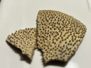 Ammonit Aptychus teilweise Fossil gefunden in der Nähe von Hays, Kansas - Bild 1 von 8