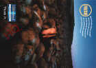 Picture Postcard-:Advertising, Cafedirect Freeze Dried Medium Roast