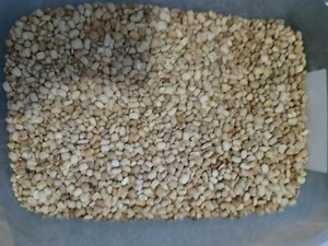 Sweet Honey/Oloyin Beans - Sweet Beans 5lbs - Picture 1 of 3