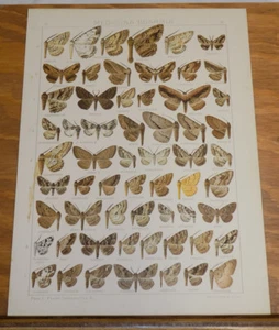 1913 Antique COLOR Print/BUTTERFLIES/Genus MEDASINA-BOARMIA/61 Illustrations - Picture 1 of 1