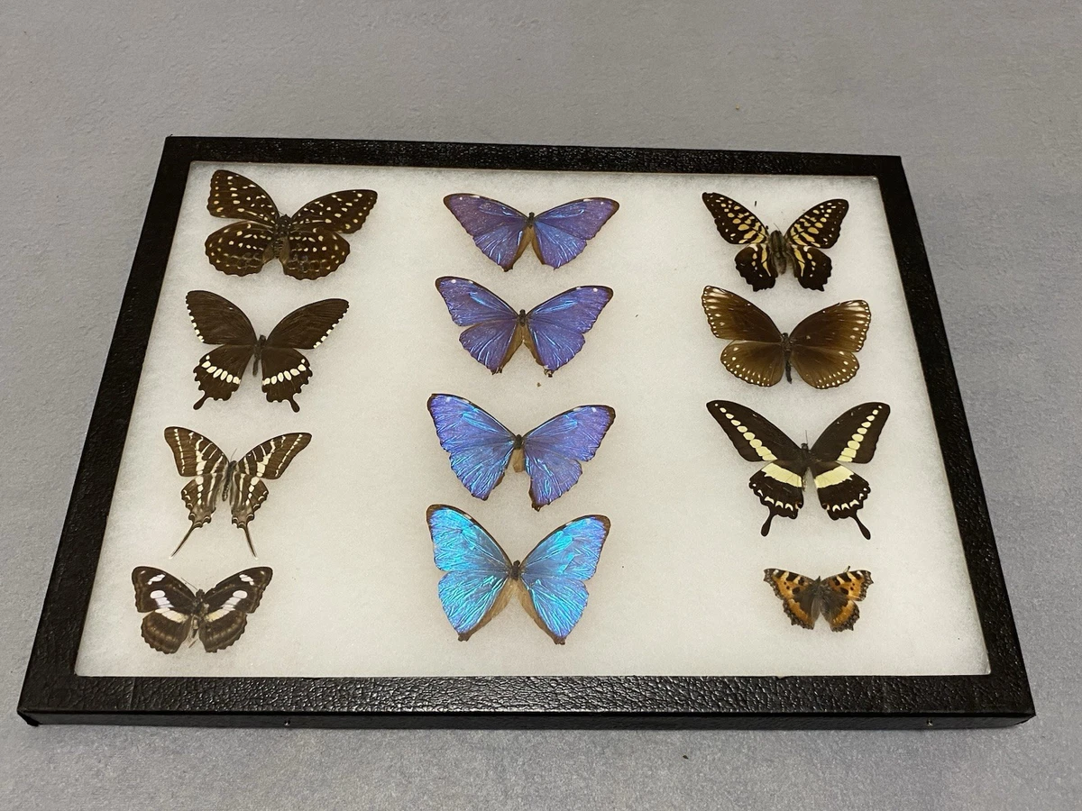 蝶の標本 レテノールモルフォ Morpho rhetenor モルフォ