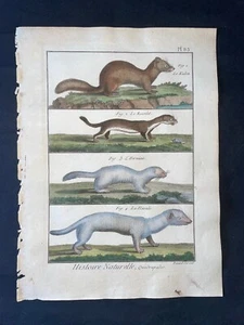 1782 - BUFFON - ORIGINAL ANTIQUE HAND COLORED PRINT - WEASELS - PL.83 - Imagen 1 de 1