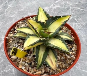 Rare Plant Agave titanota "White Whale" ‘Mediopicta Aurea’ WYSIWYG Boutique - Picture 1 of 2