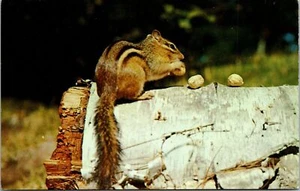 Grüße von Clare Michigan Chipmunk Ferienland Szene Postkarte - Bild 1 von 2