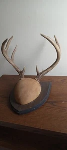 Buck Antlers 7 point Mounted Deer Horns on Wood Plaque Taxidermy hunting decor - Picture 1 of 6