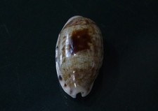 Cypraea teres 35.6 mm GEM , UNUSUAL   DARK " dorsal pattern slight callous WOW !